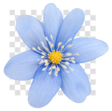 Blumen-Clipart