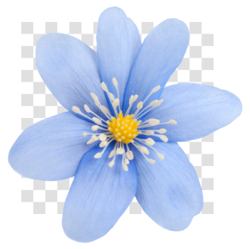 Flower Clipart